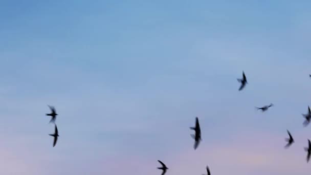 Hirondelles cercle dans la chasse au ciel du soir pour les insectes. Un troupeau d'oiseaux se précipite — Video