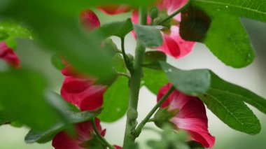 Alcea Rosea çiçekleri canlı kırmızı. Güzel, parlak, kardinal renkli çiçekler sallanıyor