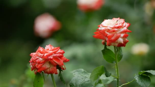 Piękna delikatna róża z kroplami wody kołysze się na wietrze po deszczu — Wideo stockowe