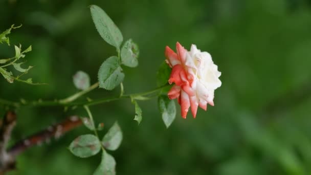 Una bella rosa delicata con gocce d'acqua ondeggia nel vento dopo una pioggia — Video Stock