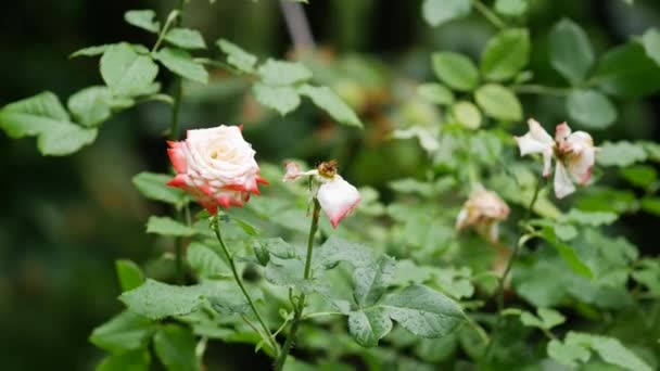 Piękna delikatna róża z kroplami wody kołysze się na wietrze po deszczu — Wideo stockowe