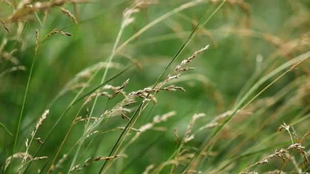 Espigas de hierba se balancean en la brisa ligera. Hierba verde en verano. Primer plano. Naturaleza — Vídeo de stock