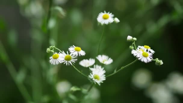 Zomertuin met veel bloeiende kleine witte madeliefjes als bloemen. Erigeron annuus — Stockvideo