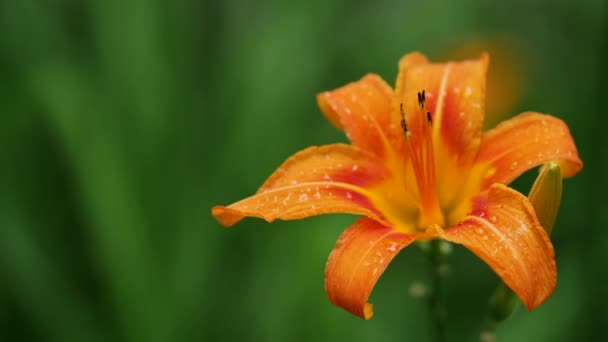 Daylily narancs virág. Szeles esős idő nyáron. Gyönyörű, finom virág. — Stock videók