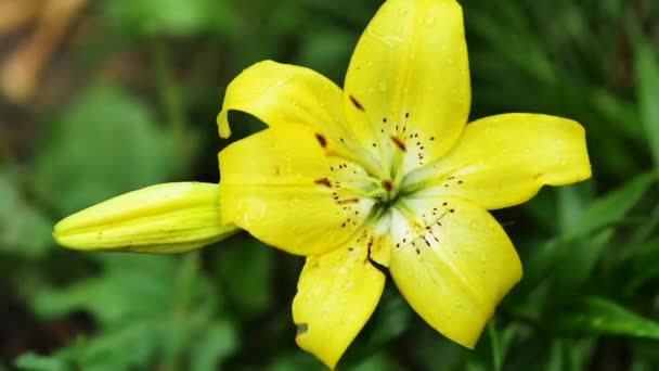 Flor amarela diurna. Tempo chuvoso ventoso no verão. Linda flor delicada — Vídeo de Stock