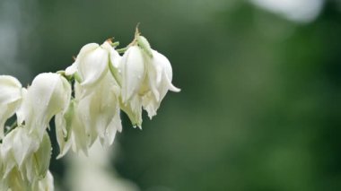 Beyaz büyük çan çiçekleri. Yucca filamentosa. Yazın rüzgarlı yağmurlu hava