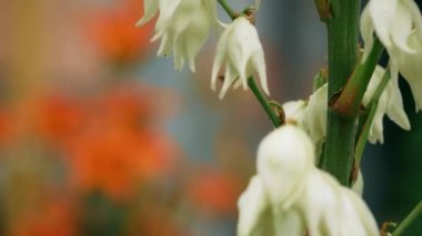 Beyaz büyük çan çiçekleri. Yucca filamentosa. Yazın rüzgarlı yağmurlu hava