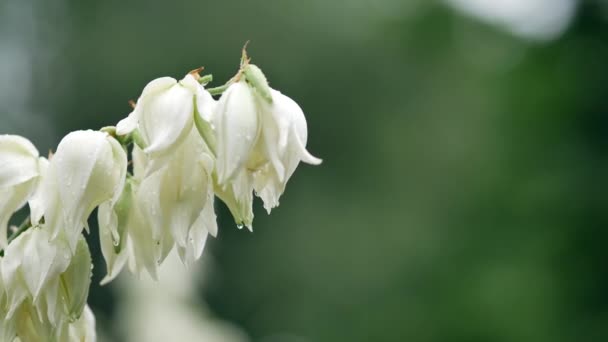 Branco grandes sinos flores. Yucca filamentosa. Tempo chuvoso ventoso no verão — Vídeo de Stock