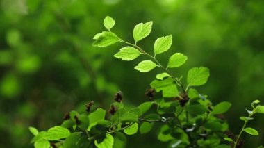 Sıcak güneş ışığıyla aydınlatılan küçük yeşil yapraklı bir çalılık.