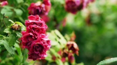 Yağmurdan sonra rüzgarda süzülen güzel, narin bir gül.