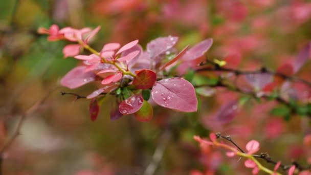 Berberis vulgaris okrasný keř. Krásné červené oválné listy s kapkami vody — Stock video
