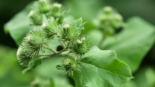 Burdock inflorescences sway in wind. Arctium lappa widely used plant in medicine — 비디오