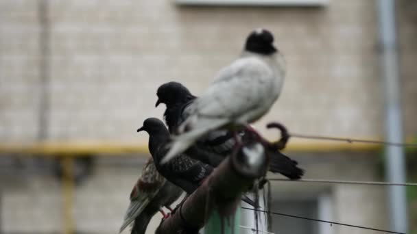 Plusieurs pigeons de la ville sont assis sur un tuyau de fer dans la cour d'un bâtiment résidentiel — Video