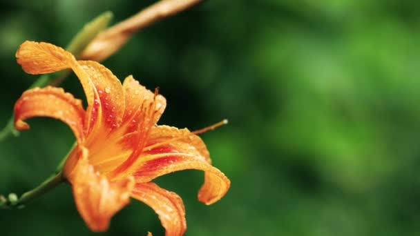 Daylily narancs virág. Szeles esős idő nyáron. Gyönyörű, finom virág. — Stock videók
