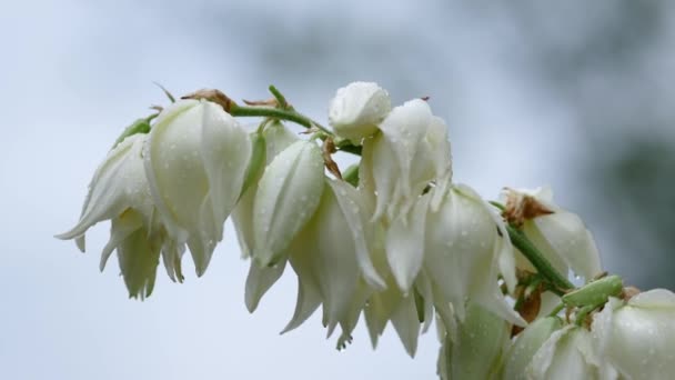 Flores blancas de campanas grandes. Yucca filamentosa. Clima lluvioso ventoso en verano — Vídeos de Stock