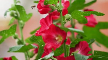 Alcea Rosea çiçekleri canlı kırmızı. Güzel, parlak, kardinal renkli çiçekler sallanıyor