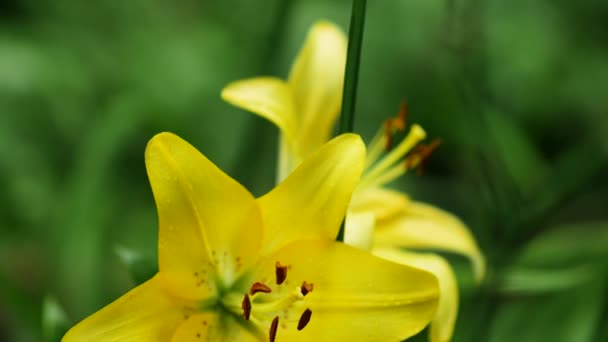 Дайлилийский желтый цветок. Ветреная дождливая погода летом. Красивый нежный цветок — стоковое видео