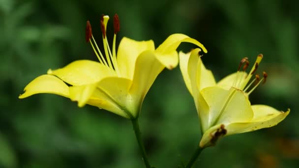 Жовто-блакитна квітка. Вітряна дощова погода влітку. Красива ніжна квітка — стокове відео