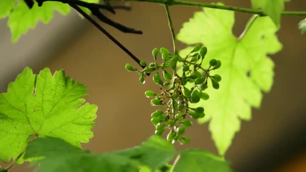Een wijnstok met een bos fruit in de zomer. Groene onrijpe druiven en bladeren — Stockvideo