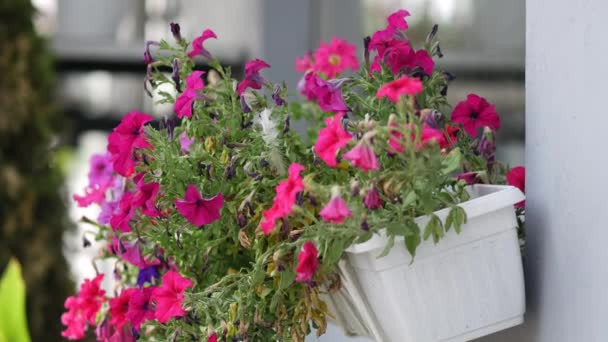 Frische Blumen im hängenden Blumentopf. Petunien auf der Fensterbank. Gartenhobby — Stockvideo