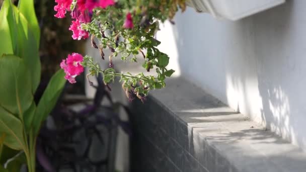 Fresh flowers in hanging flower pot. Petunia on the windowsill. Gardening hobby — Stock Video