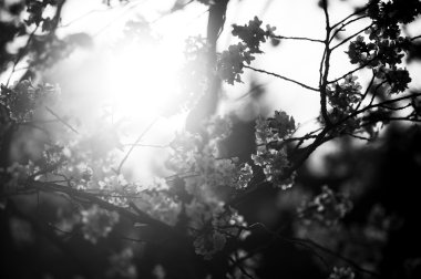 Yumuşak odak kiraz çiçeği, Moskova, arka plan Sakura Sezon