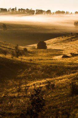 Çayır sisli sabahı. gündoğumu manzara