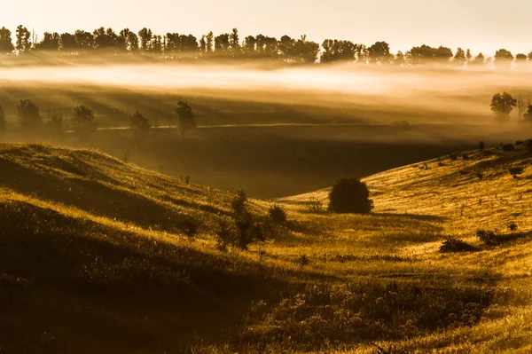 Nebliger Morgen auf der Wiese. Sonnenaufgangslandschaft — Stockfoto