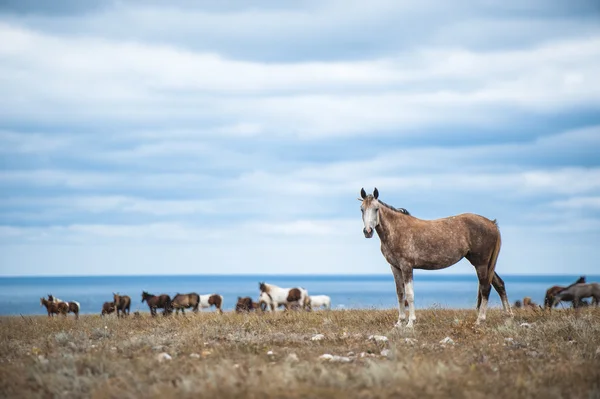 Caballo en un campo, animales de granja, series de naturaleza — Foto de Stock