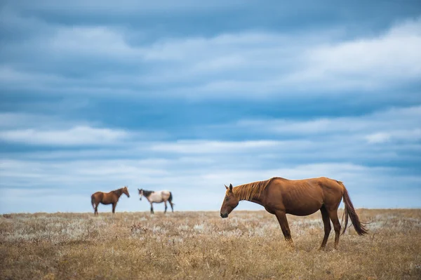 Horse in a field, farm animals, nature series — Stock Photo, Image