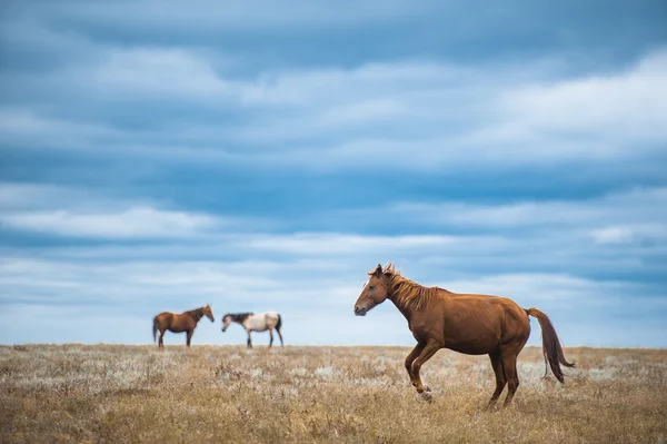 Häst på åker, lantbruksdjur, naturserie — Stockfoto