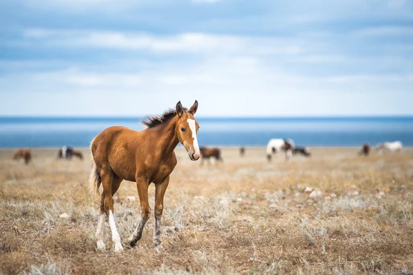 Horse in a field, farm animals, nature series — Stock Photo, Image