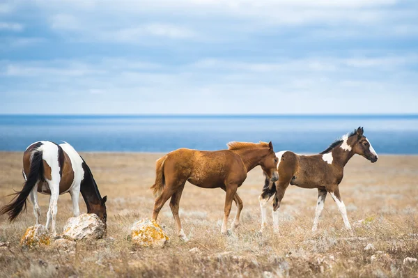 Caballo en un campo, animales de granja, series de naturaleza — Foto de Stock