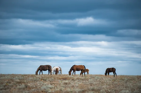Häst på åker, lantbruksdjur, naturserie — Stockfoto