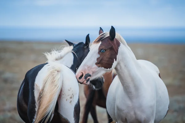 Caballo en un campo, animales de granja, series de naturaleza — Foto de Stock