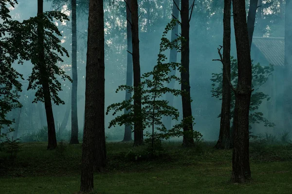 Nevoeiro na floresta no centro de recreação — Fotografia de Stock