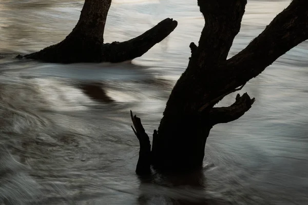 Long exposure of tree trunks in water — Stock Photo, Image