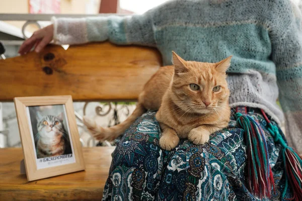 一只生姜猫躺在腿上的画像 — 图库照片