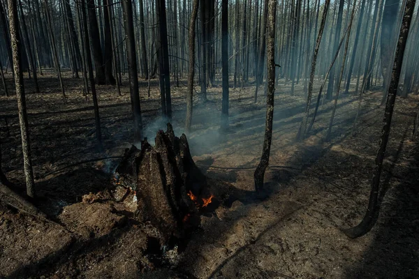 Incêndio em uma floresta perto de Pervouralsk, Ural, região de Sverdlovsk, 25 de agosto de 2021 — Fotografia de Stock