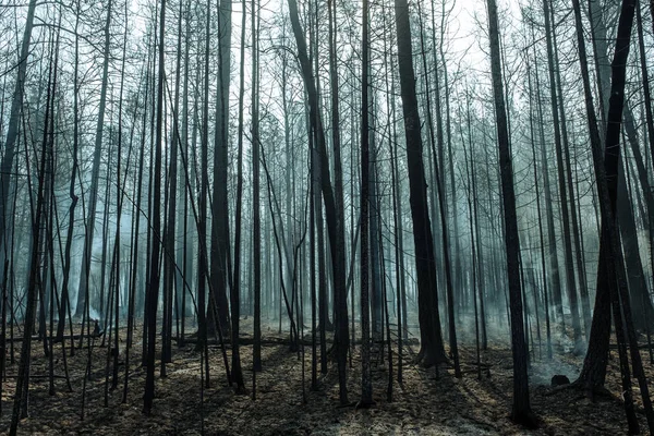 Incêndio em uma floresta perto de Pervouralsk, Ural, região de Sverdlovsk, 25 de agosto de 2021 — Fotografia de Stock