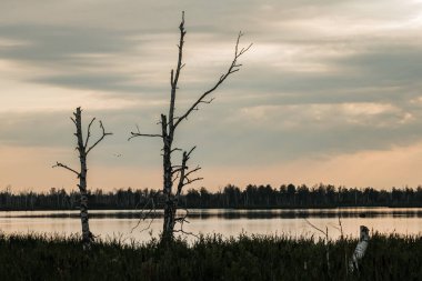Gün batımında bataklıkta ölü huş ağaçları.
