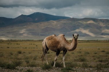 Bir deve Altai Dağları 'nın bozkırında otlar
