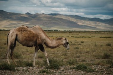 Bir deve Altai Dağları 'nın bozkırında otlar