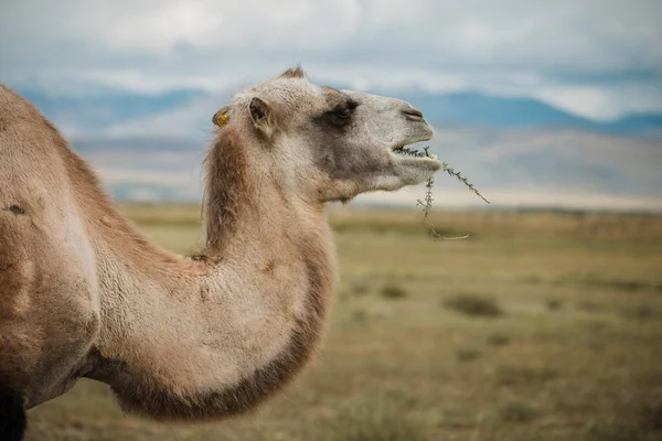 Un chameau broute dans la steppe des montagnes de l'Altaï — Photo