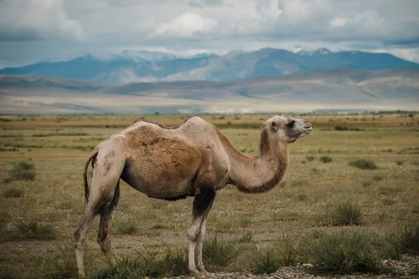 Un chameau broute dans la steppe des montagnes de l'Altaï — Photo