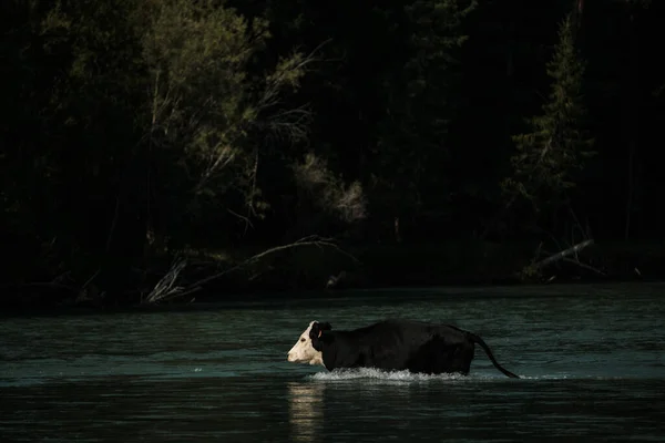 Cows Wading River Altai Mountains — Stock Photo, Image