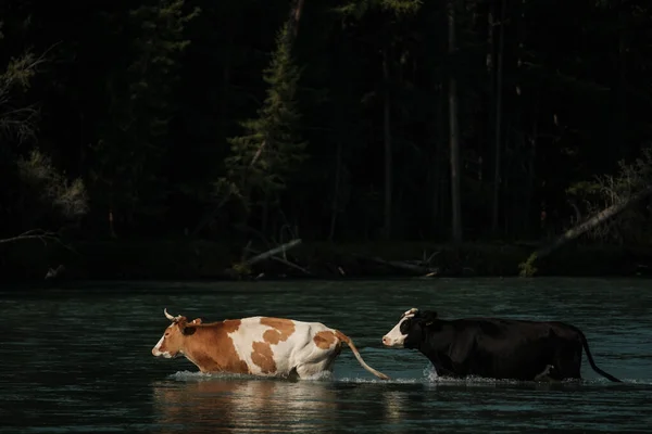 Коровы Переплывающие Реку Горах Алтая — стоковое фото