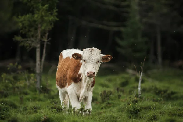 アルタイ山脈の牧草地で夏の牛の放牧 — ストック写真