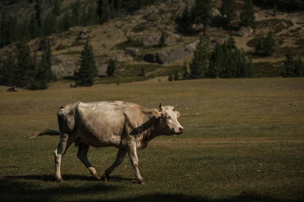 Vaches Broutant Été Dans Une Prairie Dans Les Montagnes Altaï — Photo