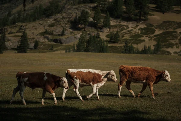 Vaches Broutant Été Dans Une Prairie Dans Les Montagnes Altaï — Photo